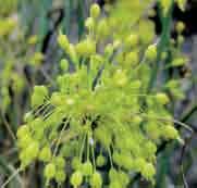 Allium flavum (Synoniem: A. webbii) Intro: 1753. Een species die verspreid voorkomt van Zuid-Europa tot aan het zuiden van Rusland, maar niet op het Iberische schiereiland.
