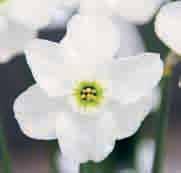 Narcissus Green Pearl c Intro: 1974, P. de Jager & Zn. Division 3. Mooie ronde bloemvorm, de witte kroonbladeren overlappen elkaar gedeeltelijk en buigen licht naar achteren.