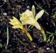 00 100 st. 15.00!25-30 @4-5 #5 $10-12 %10 Z-L Narcissus hedraeanthus c (Synoniem: o.a. N. bulbocodium subsp. hedraeanthus) Division 13.