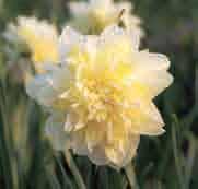 Narcissus Irene Copeland Division 4. Een historische narcis van voor 1915 door William F.M. Copeland op de wereld gezet, vernoemd naar zijn dochter.