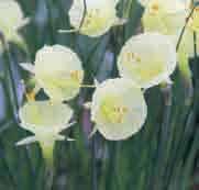 Narcissus Julia Jane Intro: 1966. Division 10. Een goed groeiende vorm van N. romieuxii subsp. romieuxii met mooie zachtgele buitenwaarts bollende bloempjes. Geselecteerd door J.C.