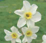 30 @3-4 #10 $12-15 %I. Z-H Narcissus Lieke Intro: 2009. Division 7. Een heerlijk geurende witte jonquilla, met meerdere bloemen per bloemsteel, krachtig groeiend.