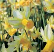 Narcissus Mother Duck Division 6. Een Amerikaanse selectie die in 1998 is geregistreerd. De zachtgele bloemblaadjes zijn donkergeel omrand. De sterk naar voren wijzende cup is goudgeel.