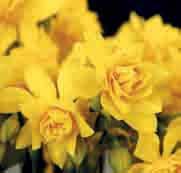 Narcissus x odorus Plenus Intro: 1601. Division 4. De gevuldbloemige vorm van N. odorus. Dubbele Campernellen. De heerlijk geurende gele bloemen lijken net roosjes.