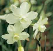 Mitsch 1970 (Grant Mitsch Novelty Daffodils, Canby, Oregon, U.S.A.). Een Triandrus-type, met gewoonlijk twee of meer hangende bloempjes per steel. De kroonblaadjes zijn teruggeslagen.