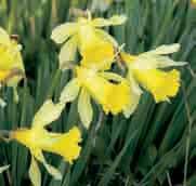 Narcissus Princeps (Synoniemen: N. Irish Princeps, N. Princeps Grand Trumpeter, N. Principe Umberto Primo ) Intro: voor 1830. Division 1. N. Princeps is een wilde narcis die vroeger in Drenthe voorkwam.