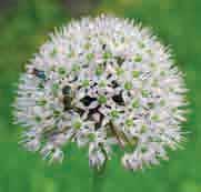 Het is een zeer attractieve plant. De bladeren blijven lang groen. De zachtroze bloem met n blauwe gloed is bolvormig en heeft een diameter van ca. 10 cm.