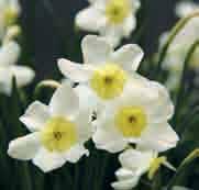 Narcissus Segovia Intro: 1962. Division 3. De dekbladeren, die elkaar voor een derde overlappen zijn wit.