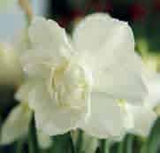 Z-H Narcissus Snowball (Synoniem: N. Shirley Temple ) c Intro: voor 1937. Division 4. Een Nederlands product, G.A.