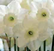 Terecht, de ivoorwitte kroonbladeren buigen sierlijk naar achteren en het hart is vergroeid tot een balvorm van bloemblaadjes. Heerlijk geurend. Bestelnr. 6166 3 st. 4.