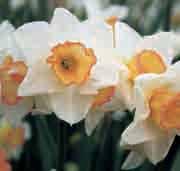 50 3 st. 9.75!10-12 @4-5 #5 $6-8 %I. Z-L Narcissus Yazz Intro: 1991. Division 7. Een rijk bloeiende heerlijk geurende jonquille in een bijzondere kleurencombinatie.