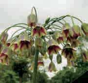 NECTAROSCORDUM BEHOORT TOT DE FAMILIE DER ALLIACEAE Nectar was op de berg Olympus de drank der Goden (maar het is ook een zoet vocht dat de bijen uit de bloemen halen) en uit het Grieks/Latijn