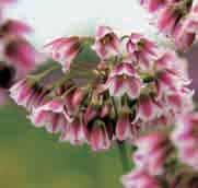 Een klein geslacht van planten nauw verwant aan Allium met als voornaamste verschillen: een vruchtbeginsel met talrijke zaaddozen en drie tot zeven nerven tekenen elk bloemblaadje, bij allium slechts