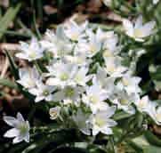 De bloemsteel is voorzien van een aarvormige bloeiwijze met tien tot twintig knikkende (nutans), klokvormige en 2 tot 3 cm lange witte bloemen met een groene buitenkant.