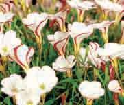 Het bloemscherm bestaat uit zo n twintig zuiver witte stervormige bloemetjes met op de achterzijde de groene strepen die vrijwel niet worden opgemerkt wanneer de bloemetjes wijd geopend zijn.