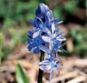 De meest voorkomende bloemkleur is paarsblauw, maar ook lila en donkerroze exemplaren zijn gesignaleerd. Bestelnr. 1015 p.st. 2.95 3 st. 8.25!15-20 @8-10 #10 $6-8 %I.