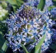 De bloemtrosjes, waarvan het lijkt dat ze direct uit de grond komen, bestaan uit stervormige wat knikkende zeer lichtblauwe geurende bloemetjes met op ieder bloemblaadje een lichtblauw nerfje.