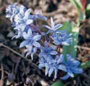 Scilla taurica (Synoniem: S. bifolia taurica) c Een krachtig groeiend en rijk bloeiend soort. De aangeboden partij is ooit van één bol geteeld.