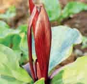 Trillium is herkenbaar aan de kale bloemstelen, drie bladeren die een krans vormen, drie opvallende bloembladeren en drie schutbladeren.