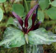 Trillium cuneatum Nederlandse naam: Padden-trillium. Herkomst: het zuidoosten van de Verenigde Staten. Het is een wat forsere plant met aantrekkelijk gevlekt blad.