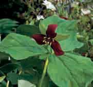 Behoort tot de subgenus Phyllantherum, waarbij de bloemen opgaand en stengelloos zijn. Bestelnr. 8225 p.st. 3.50 3 st. 9.75!30-35 @4-5 #10 $6-8 %I. H-S Trillium erectum (Synoniemen: T. foetidum, T.