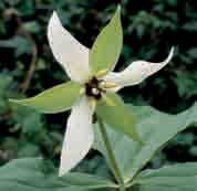 De licht knikkende donker kastanjebruine bloem staat tot 10 cm boven het blad en heeft een doorsnede van zo n 8 cm.