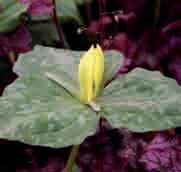 Trillium luteum Herkomst: Kentucky, Missouri, Alabama en Arkansas. De lichtbruin gevlekte bladeren zijn breed en lopen spits toe.