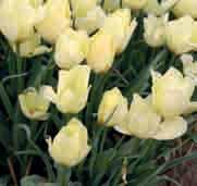 Tulipa batalinii Intro: 1889. Herkomst: Centraal-Azië, het Pamir- Alai gebergte. Vernoemd naar Dr. Batalin, de directeur van de Botanische tuin in Sint Petersburg die het omstreeks 1888 naar Kew zond.