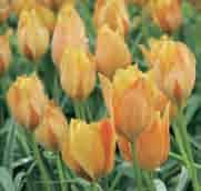 15 @4-5 #5 $5 %I. Z Tulipa batalinii Bright Gem (Synoniem: T. linifolia (Batalinii Group) Bright Gem ) Intro: 1952. W.R. Dykes kruiste T. batalinii x T. maximowiczii, daaruit is o.a. Bright Gem ontstaan.