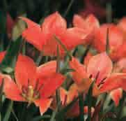Heel leuk voor in potten. Bestelnr. 8635 10 st. 2.50 25 st. 6.00!15 @4-5 #5 $5 %6 Z Tulipa batalinii Red Gem (Synoniem: T. linifolia (Batalinii Group) Red Gem ) Intro: 1985.