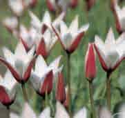 Tulipa clusiana Intro: 1802. Lady Tulip, Candy Tulip of Snoepgoedtulp. Herkomst: Noordoost-Afghanistan en de Kashmir, op sommige plaatsen verwilderd, Zuid- Frankrijk en Griekse eilanden.