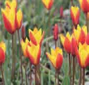Z-L Tulipa clusiana Cynthia In 1959 door Van Tubergen geïntroduceerd, ontstaan door het kruizen van de gele en witte vormen van T. clusiana. De roomgele bloemen hebben aan de buitenkant van de bloemblaadjes een rode waas met een groen randje.