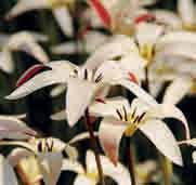 Tulipa clusiana var. stellata Intro: 1827. Herkomst: o.a. het noorden van Afghanistan en Pakistan. De bloemen missen de karakteristieke zwarte keel zoals de soort dat wel heeft.