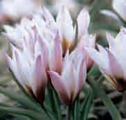 30-35 @4-5 #5 $6-8 %6 Z-L Tulipa cretica Archanes Uit een collectie in het wild verzamelde Tulipa cretica zijn na jaren lang selecteren drie mooie introducties ontstaan die vernoemd zijn naar steden