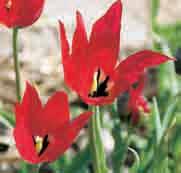 Tulipa didieri Een sierlijke tulp die ontluikt uit een smalle puntige knop. Voorkomend in Zuid-Europa, met name in de Savoyen.