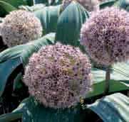 Bestelnr. 8011 10 st. 4.50 25 st. 10.50!70-90 @5-6 #20 $12-15 %10 Z-L Allium karataviense In 1875 werd de puinlook voor het eerst beschreven.