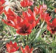Tulipa hageri Splendens Intro: 1945. De bloemkleur is koperbrons met een scharlaken gloed aan de buitenzijde, weinig of geen groen in de bloem.