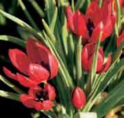 75 25 st. 6.50!10-12 @4 #5 $5 %5 Z Tulipa humilis Lilliput Intro: 1987 (Visser Czn.).