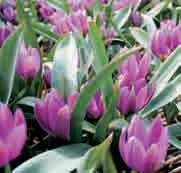 10 @4 #5 $5 %5 Z-L Tulipa humilis Magenta Queen Intro: 1975, uit handen van W. Kooiman. De vroegste cultivar van T. humilis. De buitenste bloemblaadjes zijn lilapaars met een varengroene vlam, de binnenste bloemblaadjes zijn lilapaars.