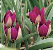 Tulipa humilis Persian Pearl Geïntroduceerd in 1975 door Grullemans en via W. Lemmers bij Visser Czn. terechtgekomen die het tulpje op naam stelde.