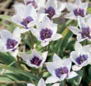 25 st. 7.00!10-12 @4 #5 $5 %6 Z-L Tulipa humilis var. pulchella Alba Caerulea Oculata (Synoniem T. violacea var. pallida) Intro: ca. 1989, verzameld in het noordwesten van Iran.