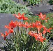 Tulipa linifolia Herkomst: Tadzjikistan hoog in de bergen, zeer variabel maar wel alleen rood. De smalle, gegolfde, grijsgroene bladeren hebben rode randjes en vormen een rozet.