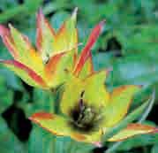 Het soortje is licht variabel in het wild, maar herkenbaar aan de licht naar binnen buigende topjes van de bloemblaadjes. Gele bloempjes met op de buitenzijde een purperen blos. Bestelnr. 9520 10 st.
