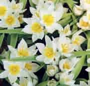 Tulipa polychroma (Synoniem: T. biflora var. grandiflora) Intro: 1885. Herkomst: Noord-Iran en het noordwesten van Afghanistan. Een meerbloemig slechts 10-15 cm hoog tulpje.