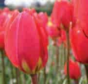 Zowel de basis als de helmknoppen zijn geel en al dit fraais is te bewonderen vanaf maart-april. Bestelnr. 1138 10 st. 4.00 25 st. 9.50!10-15 @3-4 #5 $5 %6 Z-H Tulipa praecox De aan T.