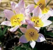 Tulipa saxatilis Al in het begin van de 17e eeuw was er sprake van T. saxatilis. Destijds onder de naam The Tulip of Candie. (Candie of Candia is de oude naam voor Kreta).