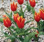 De tot drie komvormige en geurende zacht lilaroze bloemen met een geel hart en paarse meeldraden bloeien in april. Bestelnr. 1152 25 st. 4.00 100 st. 15.00!20-30 @4 #10 $6-8 %7 Z-L Tulipa schrenkii (Synoniem: T.