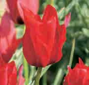 Tulipa stapfii Herkomst: West-Iran en Noord-Irak. Vernoemd naar Otto O. Stapf (1857-1933), een botanicus die zijn leven lang het geslacht Tulipa bestudeerde.
