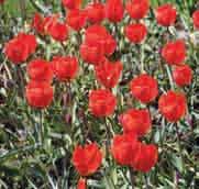 13.00!30 @4 #10 $6-8 %I. Z Tulipa vvedenskyi Vernoemd naar de Russische botanicus en taxonoom A.I. Vvedensky. Herkomst: Kuramingebergte, Zuidelijke Tien Shan, tussen Oezbekistan en Noord-Tadzjikistan.