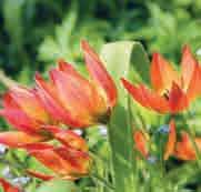 De grote licht scharlaken tot oranje bloemen, die eind mei hun pracht tonen, hebben een geelbruin hart en paarse helmknoppen. Bestelnr. 1110 10 st. 4.00 25 st. 9.50!